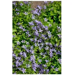 Campanula lactiflora 'Pouffe', Glockenblume, ca. 9x9 cm Topf
