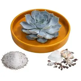 Dehner Pflanzen-Arrangement Ibiza, ca. Ø19/H8 cm, Gelb, Grün