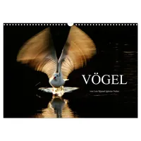 Calvendo VÖGEL (Wandkalender 2026 DIN A3 quer), CALVENDO Monatskalender