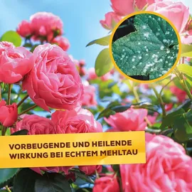 Solabiol Netzschwefel Pilzfrei 75 g