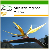 SAFLAX - Gelbe Strelitzie - Mandelas Gold - Strelitzia