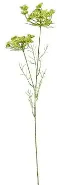 Dill 69cm x2 grün