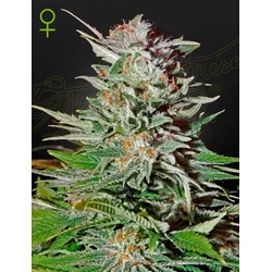 GHSC Super Lemon Haze Auto Fem. 3St.