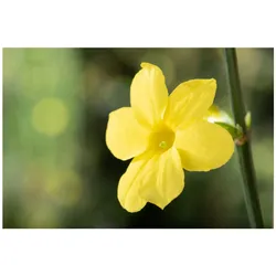 Jasminum nudiflorum, Winterjasmin, gelb, 100–150 cm