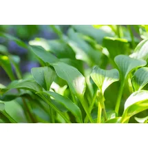 Pflanzen Für Dich Hosta clausa Var.normalis Funkie ca. 9x9 cm Topf