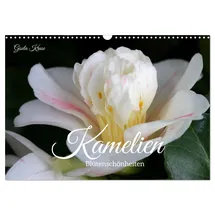 Calvendo Kamelien - Blütenschönheiten (Wandkalender 2026 DIN A3 quer), CALVENDO Monatskalender: Camellia japonica bezaubert in der kalten Jahreszeit (CALVENDO Natur)