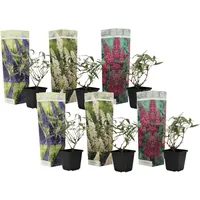 Plant in a Box - 6 Stk - Buddleja