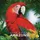Strohmann Games Life of the Amazonia deutsche Version