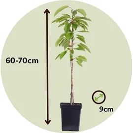 Plant in a Box - - 3 Stk - Apfel, Birne - Höhe 60-70cm