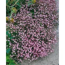 PlantaPro Gypsophila repens 'Rosa Schönheit' 9 cm Topf – Winterhart, Mehrjährig, Pflegeleicht – Teppich-Gipskraut – Bodendecker für Steingarten & Beet