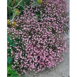 PlantaPro Gypsophila repens 'Rosa Schönheit' 9 cm Topf – Winterhart, Mehrjährig, Pflegeleicht – Teppich-Gipskraut – Bodendecker für Steingarten & Beet