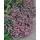 PlantaPro Gypsophila repens 'Rosa Schönheit' 9 cm Topf – Winterhart, Mehrjährig, Pflegeleicht – Teppich-Gipskraut – Bodendecker für Steingarten & Beet