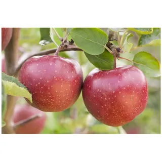 Pflanzen Für Dich Malus 'Jonagold', Apfelbaum, 40 cm Stammhöhe
