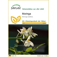 SAFLAX - Moringa - 10 Samen - Moringa oleifera