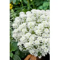 Pflanzen Für Dich Iberis sempervirens 'Weißer Zwerg', Schleifenblume, weiß,