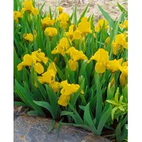 Pflanzen Für Dich Iris x barb.-nana 'Baria' Zwergiris, ca.