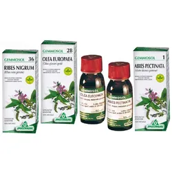 Birke Saft Gemmosol