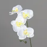 Orchidee weiß (H 43 cm) - H 43 cm