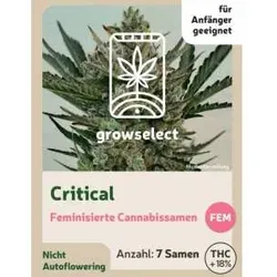 Critical | Feminisierte Cannabissamen von GrowSelect | 7 Hanfsamen