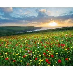 Fototapete PAPERMOON "BLUMEN-WIESE-MOHN FELD CORNWALL MEER KÜSTE SONNE WOLKEN", bunt, B:4,50m L:2,80m, Vlies, Tapeten