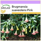 Saflax - Engelstrompete - 10 Samen - Brugmansia suaveolens