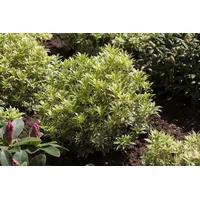 Pflanzen Für Dich Pieris japonica 'Variegata', Japanische Lavendelheide, 20–25
