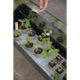 eva solo Anzuchtbox Simply Grow 33 x 63 x 80 cm Schwarz