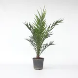 Plant in a Box - Phoenix canariensis Höhe 80-100cm - Topf 19cm