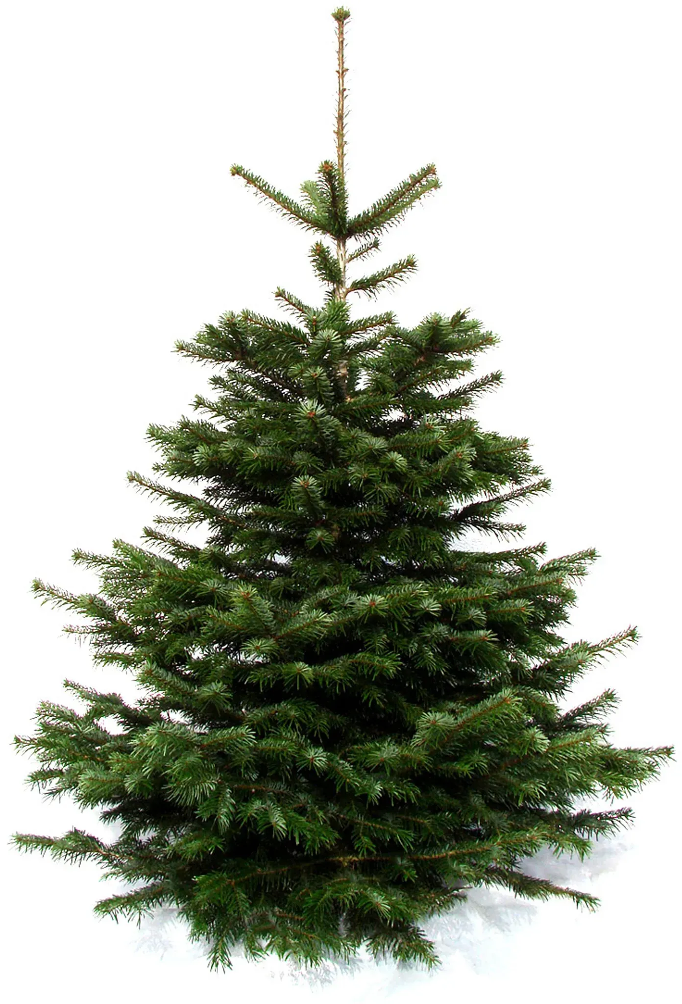 Echter Weihnachtsbaum WEIHNACHTSBAUMLAND "Echte Premium-Nordmanntanne, Weihnachtsdeko aussen" Weihnachtsbäume Gr. 50, 170cm bis 190cm, grün (tannengrün)