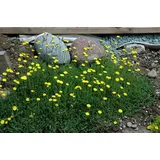 Pflanzen Für Dich Hieracium pilosella Habichtskraut Ca. 9x9 cm Topf Bodendeckend