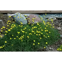 Pflanzen Für Dich Hieracium pilosella Habichtskraut Ca. 9x9 cm Topf Bodendeckend