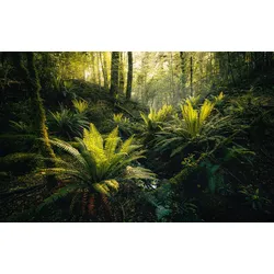 Vliestapete KOMAR "Digitaldruck Vlies - Fjordland Woods - Größe 450 x 280 cm", bunt, B:450m L:280m, Vlies, Tapeten, Wohnzimmer, Schlafzimmer