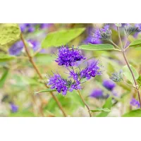 Pflanzen Für Dich Caryopteris clandonensis 'Heavenly Blue', 30–40 cm
