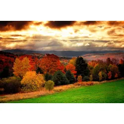 Fototapete PAPERMOON "Wald", bunt, B:3,00m L:2,23m, Vlies, Tapeten