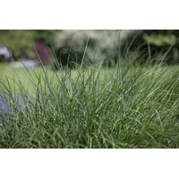 Pflanzen Für Dich Deschampsia cespitosa, Rasen-Schmiele, ca. 9x9 cm