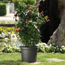 Euro3Plast Geo Ø 25 x 19 cm anthrazit