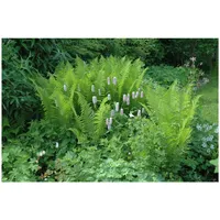 Pflanzen Für Dich Dryopteris filix-mas Wurmfarn, ca. 9x9 cm