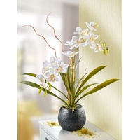 Orchidee „Luxus“
