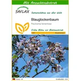 SAFLAX - Blauglockenbaum - 200 Samen - Mit keimfreiem Anzuchtsubstrat - Paulownia tomentosa