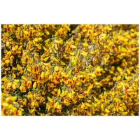 Pflanzen Für Dich Cytisus scoparius 'Queen Mary', Besenginster, gelb,