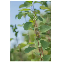 Amelanchier alnifolia 'Obelisk', Felsenbirne, aufrecht, 40–60 cm