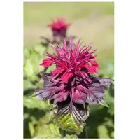Pflanzen Für Dich Monarda didyma p 0,5