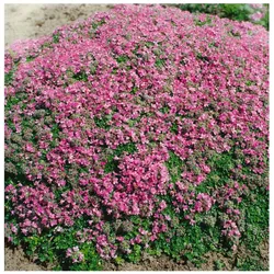 Thymus praecox 'Minor', Teppich-Thymian, aromatisch, ca. 9x9 cm Topf