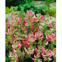 Pflanzen Für Dich Ononis spinosa, Dornige Hauhechel, rosa Blüten,