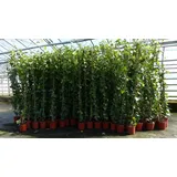 gruenwaren jakubik 4 Stück Efeu Pflanze Hedera helix 180-200 cm Pyramide Säule winterhart Kletterpflanze Hecke Sichtschutz blickdicht