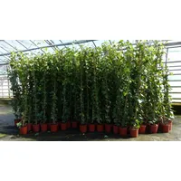 gruenwaren jakubik 4 Stück Efeu Pflanze Hedera helix 180-200 cm Pyramide Säule winterhart Kletterpflanze Hecke Sichtschutz blickdicht