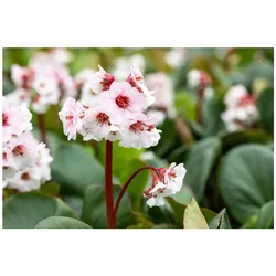 Bergenia cordifolia 'Silberlicht', Riesensteinbrech, weiß, ca. 9x9 cm Topf