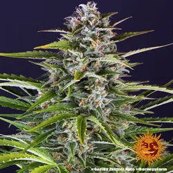 BF Gorilla Zkittlez Auto Fem. 3St.