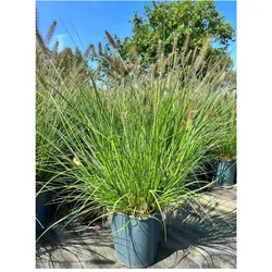 Pennisetum alopecuroides 'Hameln', Lampenputzergras, ca. 3-5 L Container