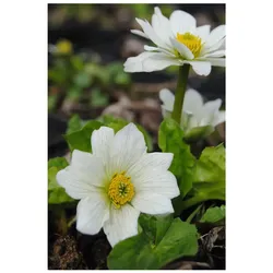 Caltha palustris var.alba, Sumpfdotterblume, weiß, ca. 9x9 cm Topf